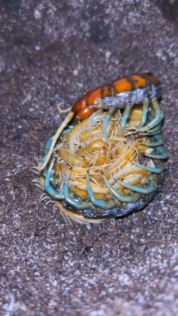 Mint Leg Centipede Cleaning & Caring For Her Babies!