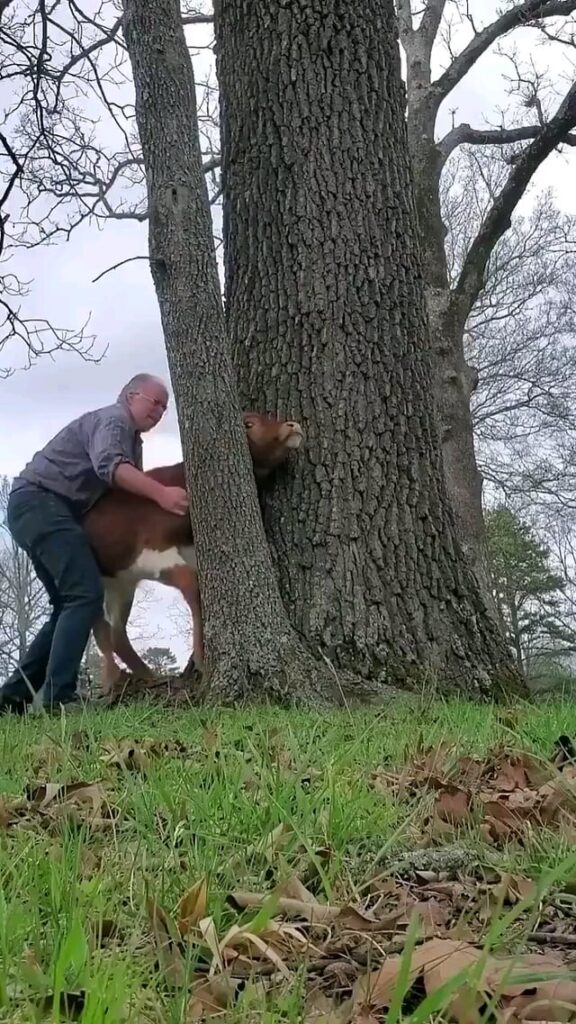 Guy helps Cow stuck between trees