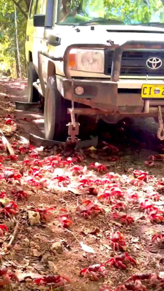 Customized “Crab-Safe” car slowly drives through red crabs migrating on Christmas Island