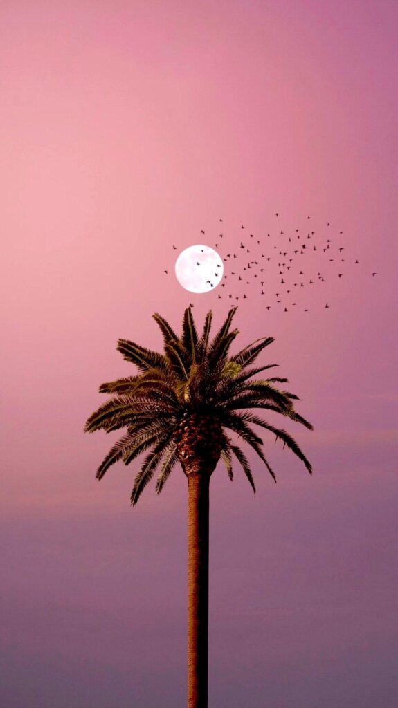 ITAP of palm tree under pink sky, moon glowing, birds flying by.