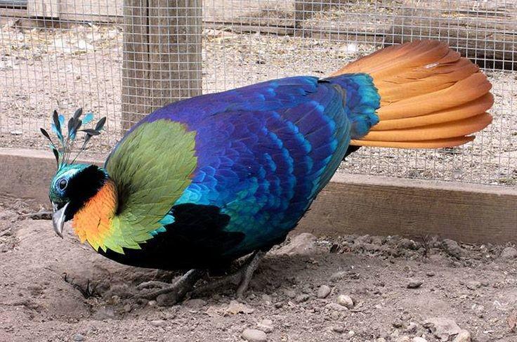 Himalayan Monal Pheasant (Lophophorus Impejanus)