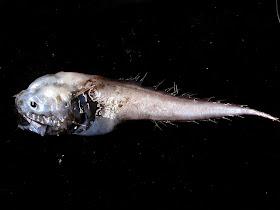 Meet the bony eared assfish (Acanthonus armatus). It has spines on his gills, which might be where the “bony eared” came from. It has the smallest bra…