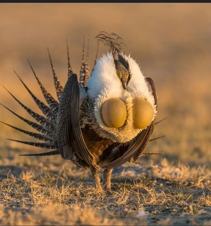 Sage grouse