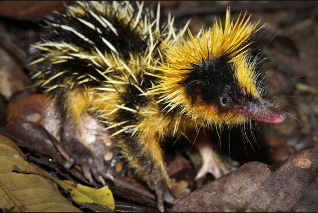 The lowland streaked tenrec (Hemicentetes semispinosus) is a small tenrec found in Madagascar. It belongs to the family Tenrecidae.