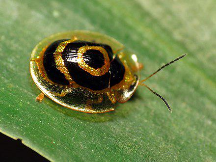 Golden Target Tortoise Beetle (Ischnocodia annulus) Found in Ecuador