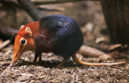 The black and rufous sengi (Rhynchocyon petersi) is native to the lowland montane and dense forests of Kenya and Tanzania. It is a member of the genus…