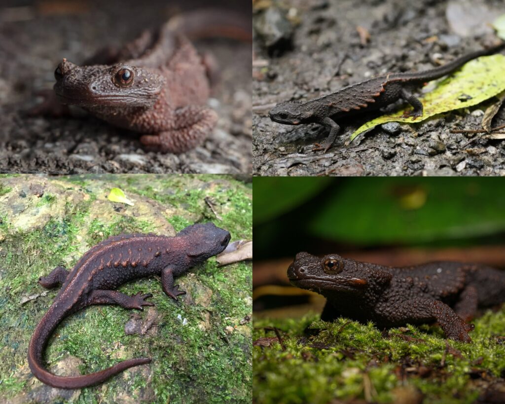 The ribs of Anderson’s crocodile newt (Echinotriton andersoni) are untethered to any muscular attachments at their ends and jut into the skin along it…