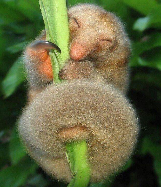 Found in southern Mexico, and Central and South America, the silky anteater has traditionally been considered a single species of anteater, Cyclopes d…