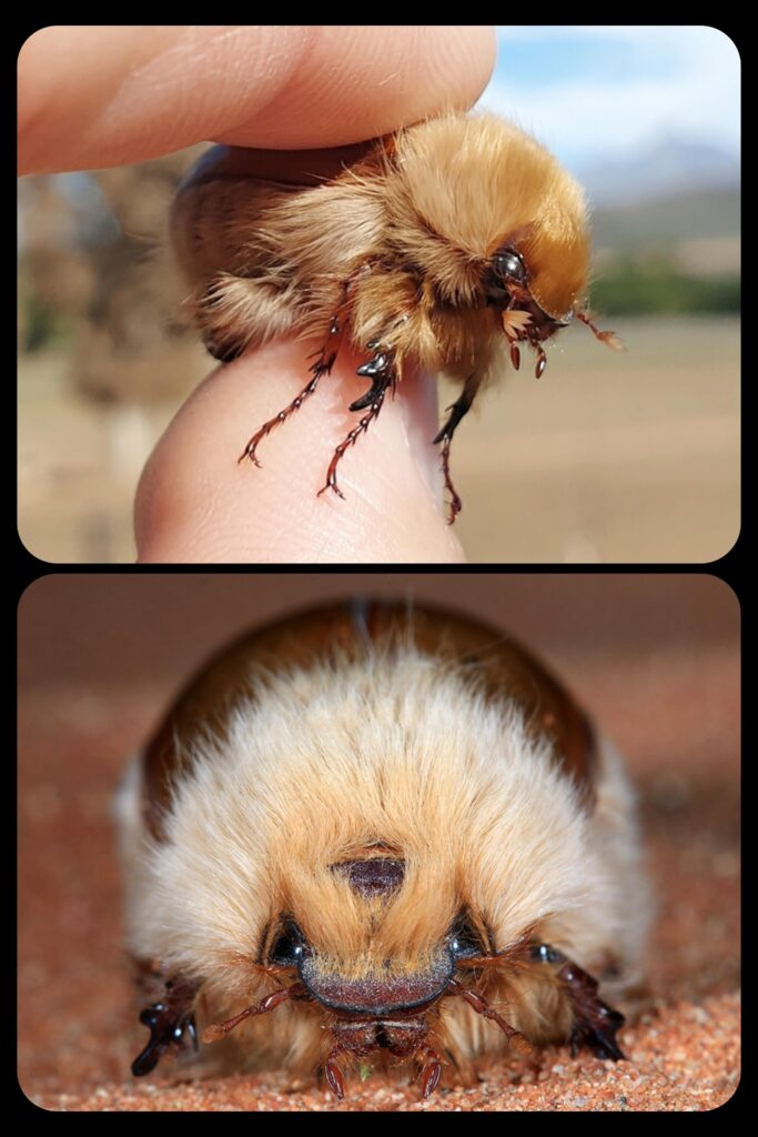 African Woolly Chafers (Genus Sparrmannia): these beetles have a dense, insulating coat of “fur” that protects them from the frigid conditions of the …