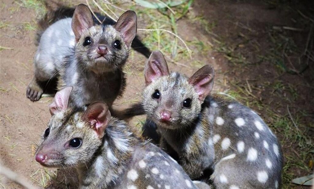 The chuditch, or Western quoll (Dasyurus geoffroii) is a carnivorous marsupial found only in south west Western Australia