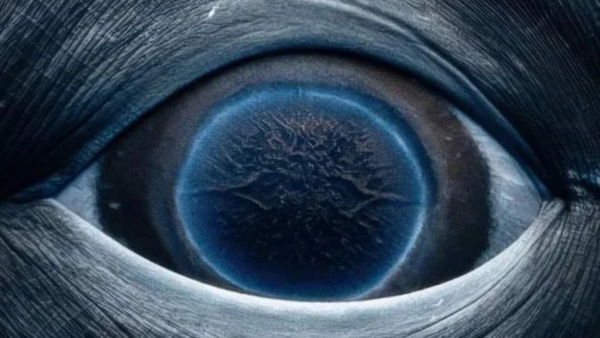 Photo Genuinely Shows Humpback Whale’s Eye?