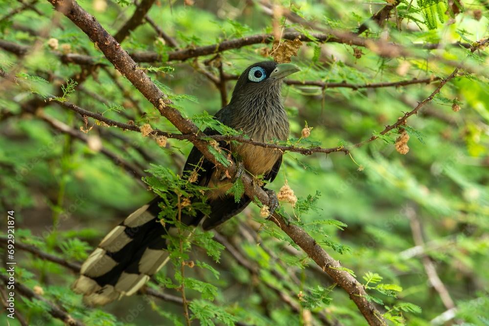 Here are some unaltered photos of the Blue Flaced Malkoha (Phaenicophaeus viridirostris)