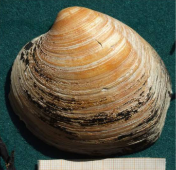 Ming the clam was accidentally killed by scientists who were trying to determine its age. It later turned out to be 507.