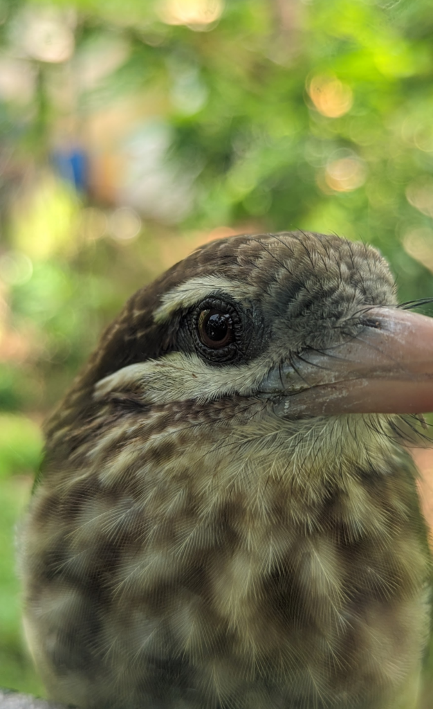 Close up of White-cheeked barbet