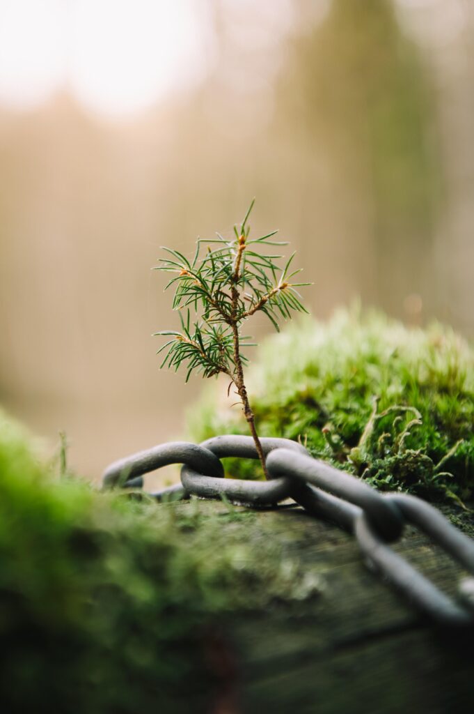 ITAP of a sapling growing through a chain