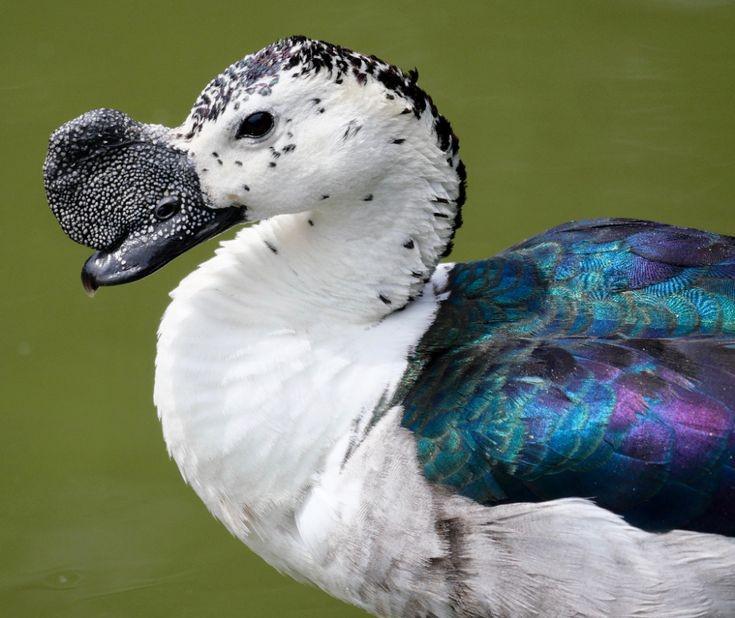 Knob-Billed Duck, (Sarkidiornis Melanotos)