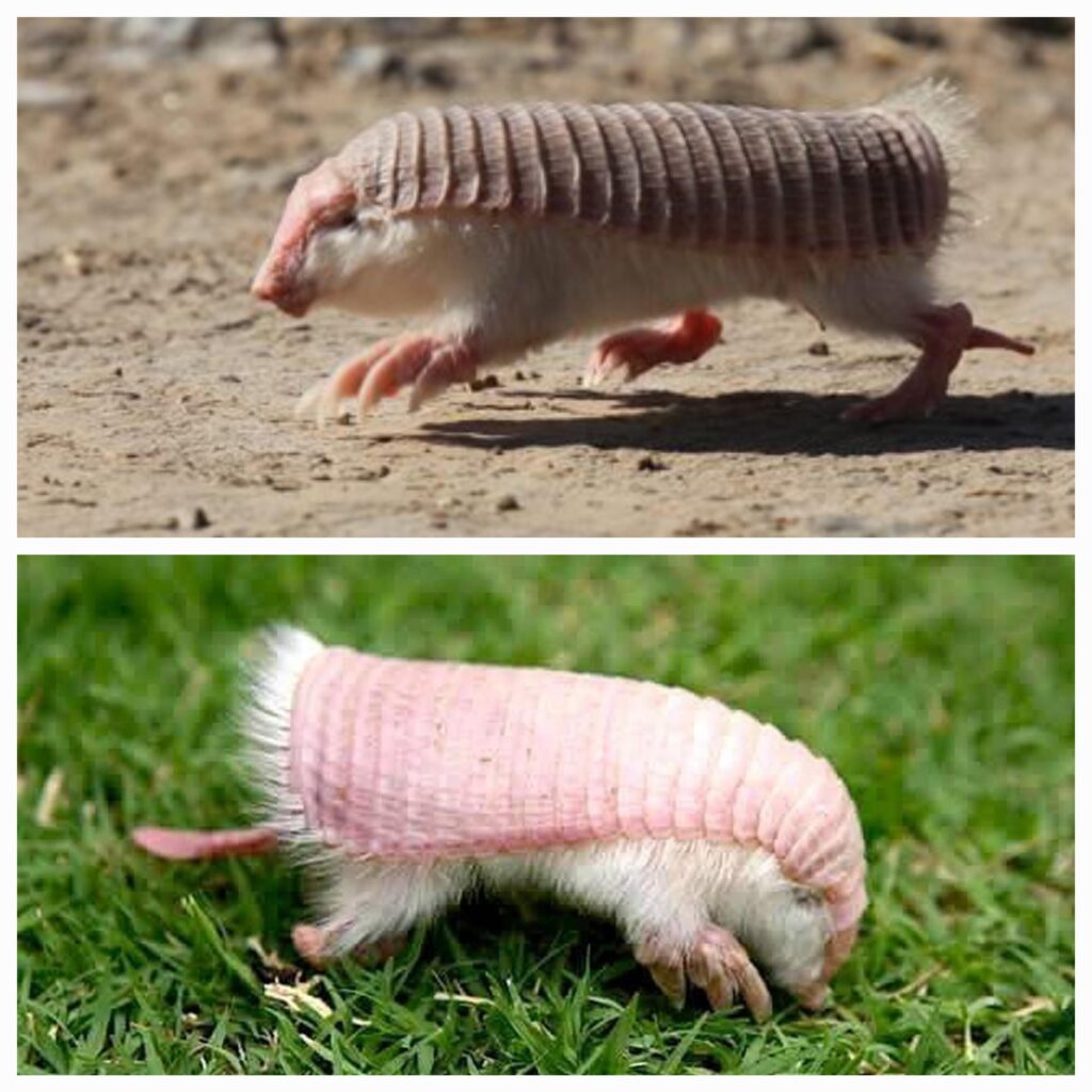 The pink fairy armadillo (Chlamyphorus truncatus) is the smallest species of armadillo. This solitary, desert-adapted animal is endemic to the deserts…