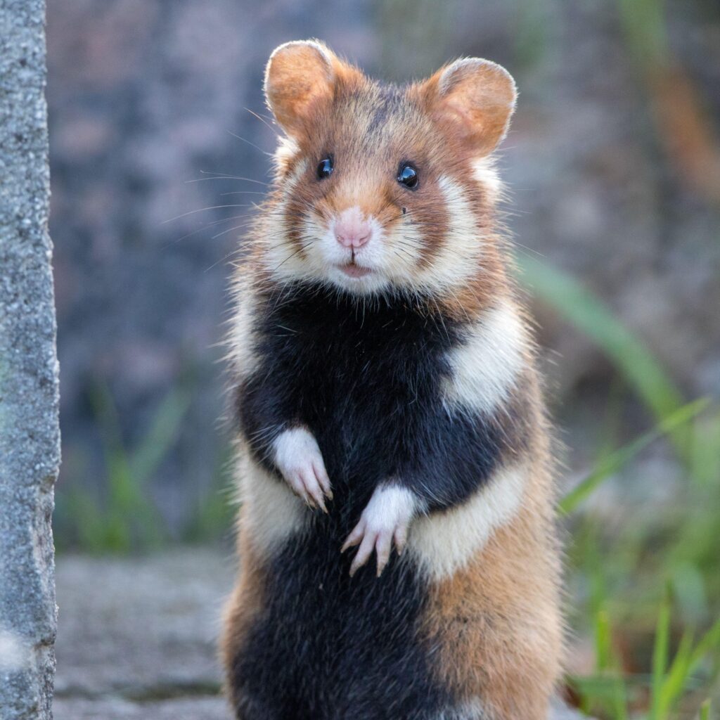 The European Hamster (Cricetus cricetus) also known as the black bellied hamster. I will  personally like to call it the Red Panda Hamster because…wel…