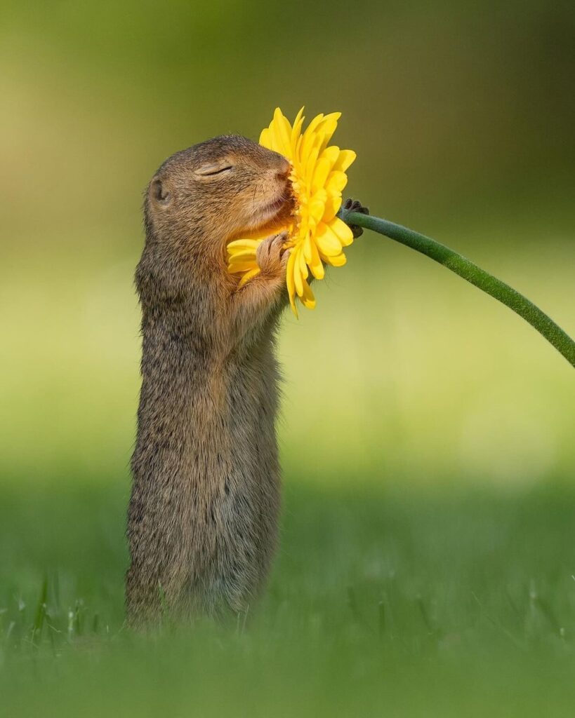 A photographer captures a moment of a squirrel smelling flowers