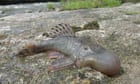 Blob-headed fish and amphibious mouse among 27 new species found in ‘thrilling’ Peru expedition