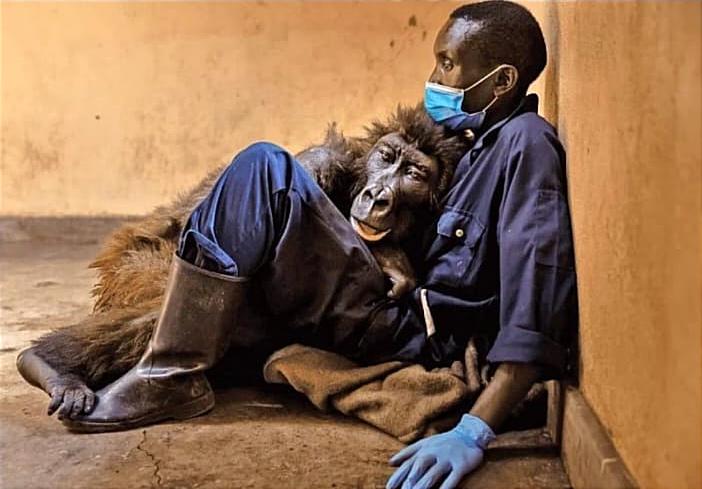 Orphaned mountain gorilla, Ndakasi, “took her final breath in the loving arms of her caretaker and lifelong friend, Andre Bauma”.