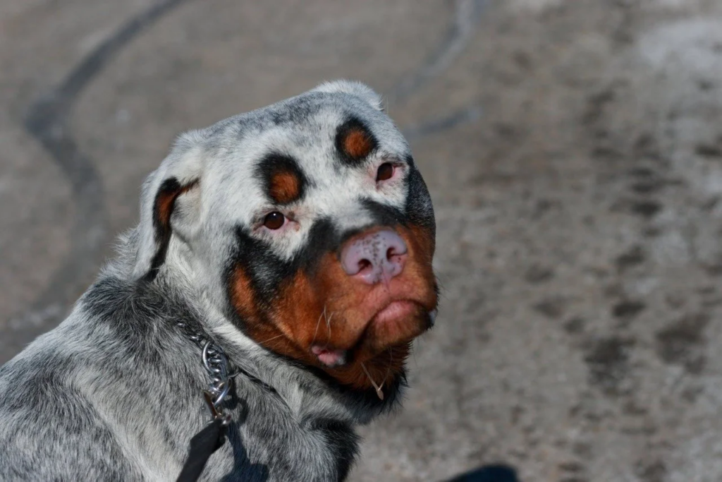 A rottweiler with vitiligo, non-harmful skin condition that causes dogs to lose their natural pigment, resulting in white patches of skin and fur