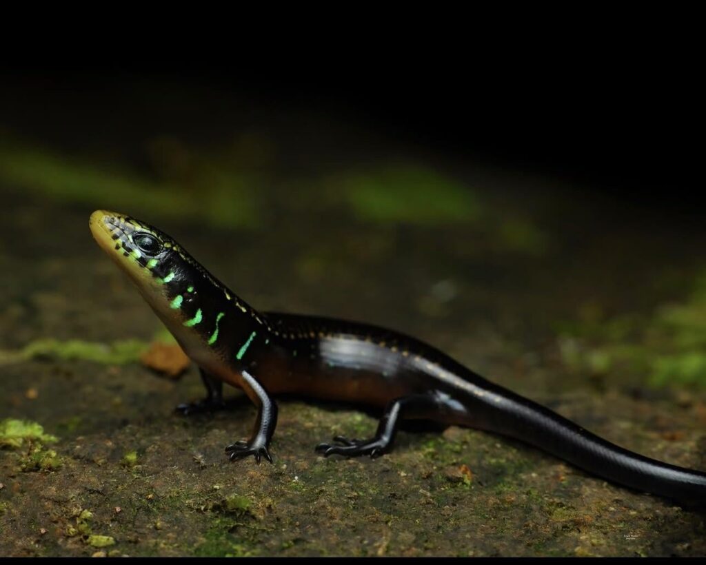 O’Shaughnessy’s galliwasp (Mesoamericus bilobatus)