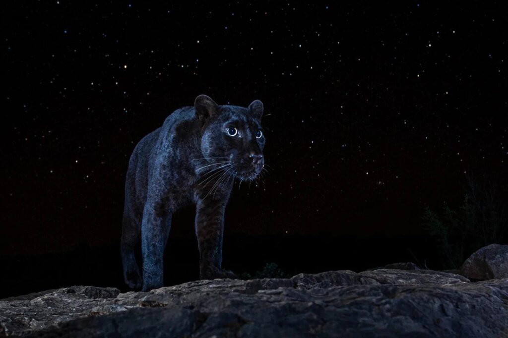 A rare African black leopard under the stars – a photo that took the photographer 6 months to capture Credit: Will Burrard-Lucas