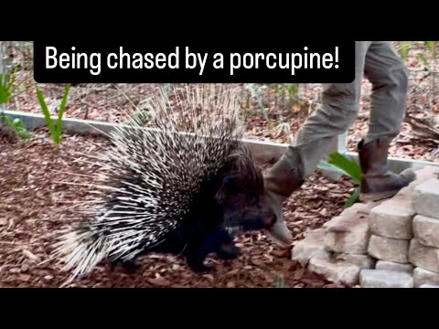 Being chased by a porcupine!