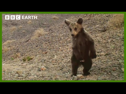 The World’s Rarest Bear Cub | Asia | BBC Earth