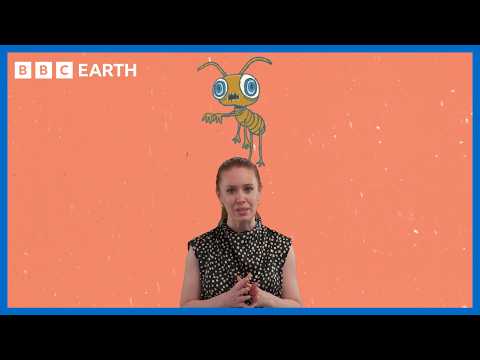 The Strangest Science Facts You Didn’t Know | BBC Earth Science