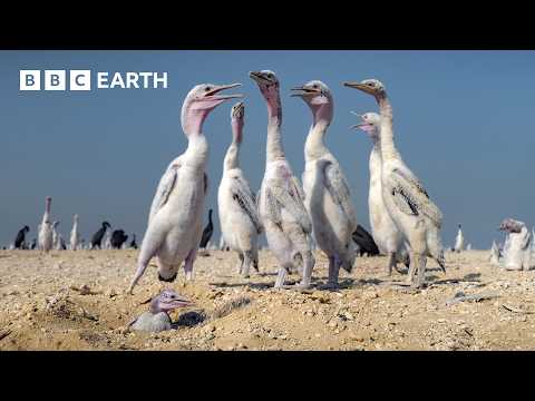 These Baby Birds Can’t Catch a Break | The Making of Asia | BBC Earth