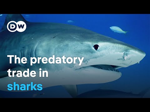 Europe’s shark trade – A billion-dollar business threatening marine ecosystems | DW Documentary