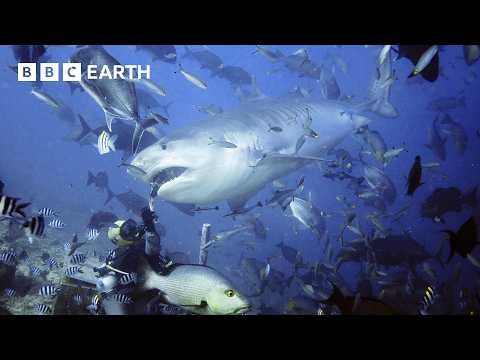 Hand-feeding Sharks To Save Them | South Pacific | BBC Earth