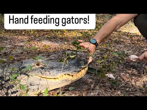 Hand feeding gators! Sanctuary vlog