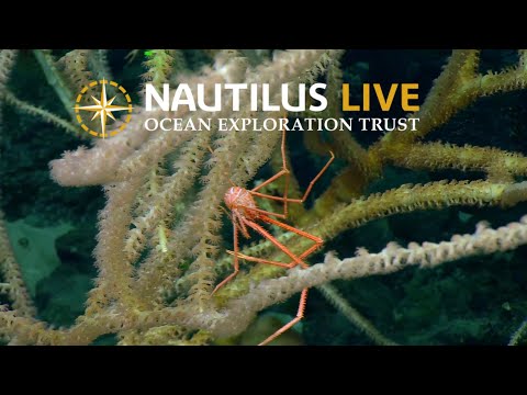 Ancient Sponge and Coral Elders of Palau | Nautilus Live