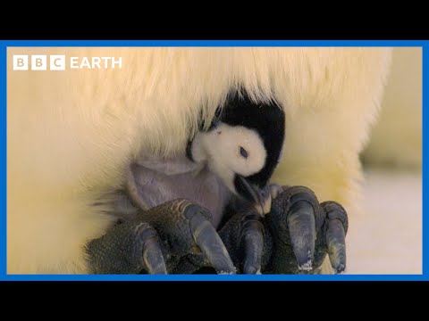 Surprising Discoveries in Antarctica’s Climate Crisis | BBC Science