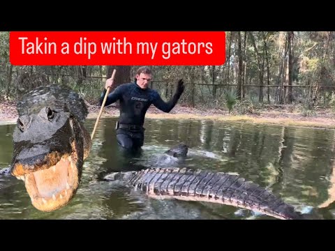 Taking a dip with my gators!