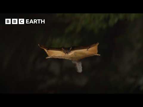 Sneaky ‘Squirrel Rick’ Escapes Filming | The Making of Asia | BBC Earth