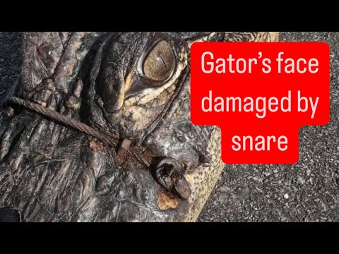 Gators face damaged by snare