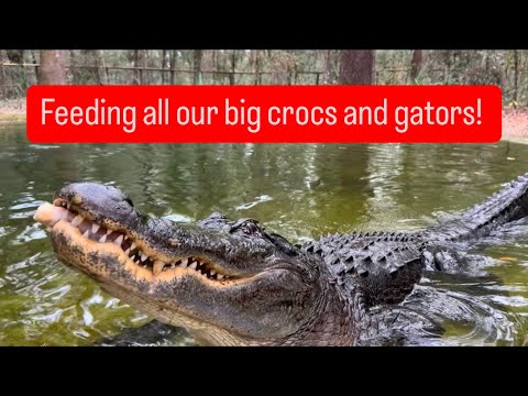 Feeding all our big crocs and gators!