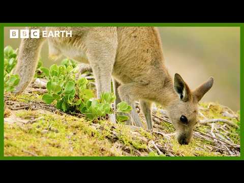 Kangaroos Take a Trip to the Beach | Animals With Cameras | BBC Earth