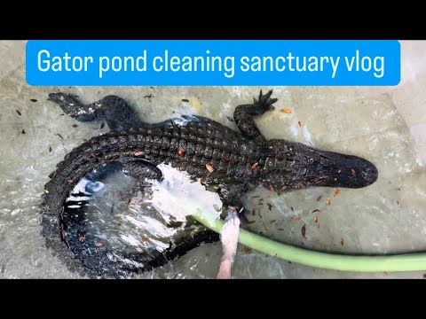 Gator pond cleaning sanctuary vlog