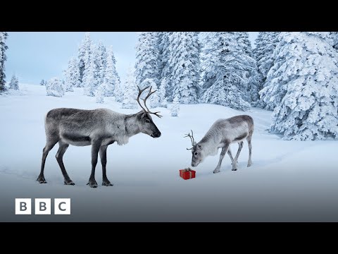 Why Rudolf the Reindeer is actually female, according to science | BBC Global