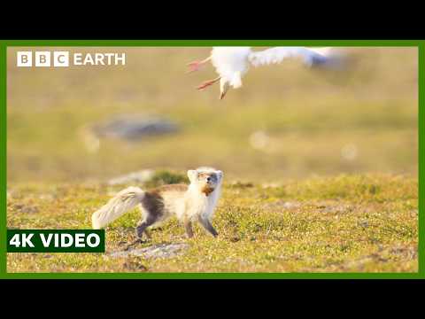 Fox and Geese Battle it Out for Eggs | A Perfect Planet | 4K UHD | BBC Earth