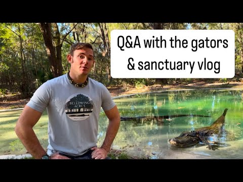 Q&A with the gators & sanctuary vlog!