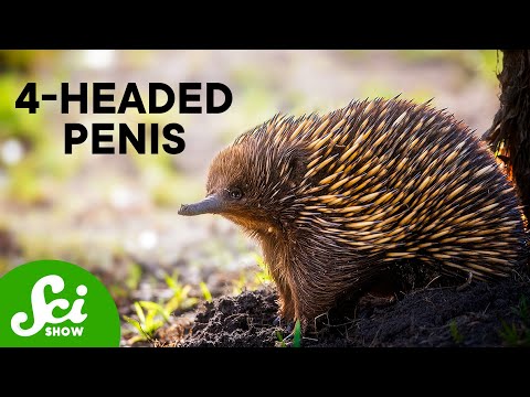 The 10 Weirdest Ways Animals Have Sex