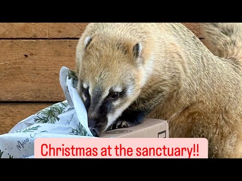 Christmas at the sanctuary!!