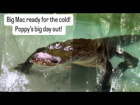 Big Mac ready for the cold & sanctuary vlog!