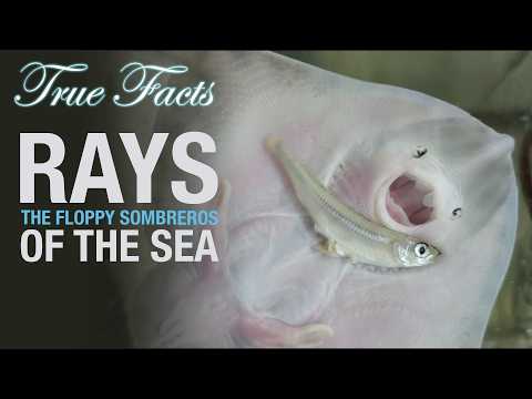 True Facts: Rays, The Floppy Sombreros of the Sea